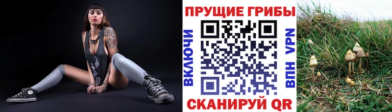 где купить Новочеркасск Галлюциногенные грибы MAGIC MUSHROOMS